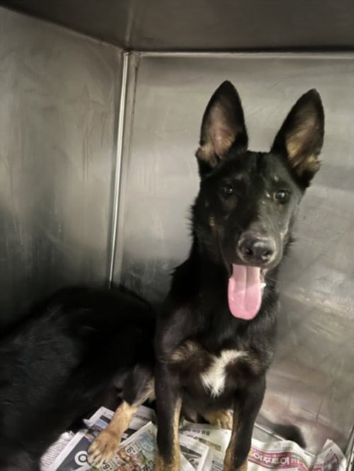 ASH - German Shepherd Dog available for adoption