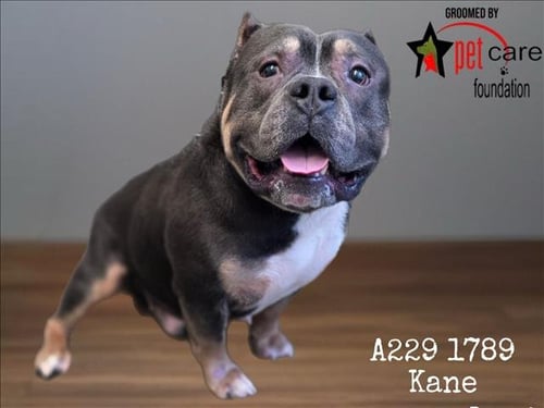 KANE - American Bulldog available for adoption