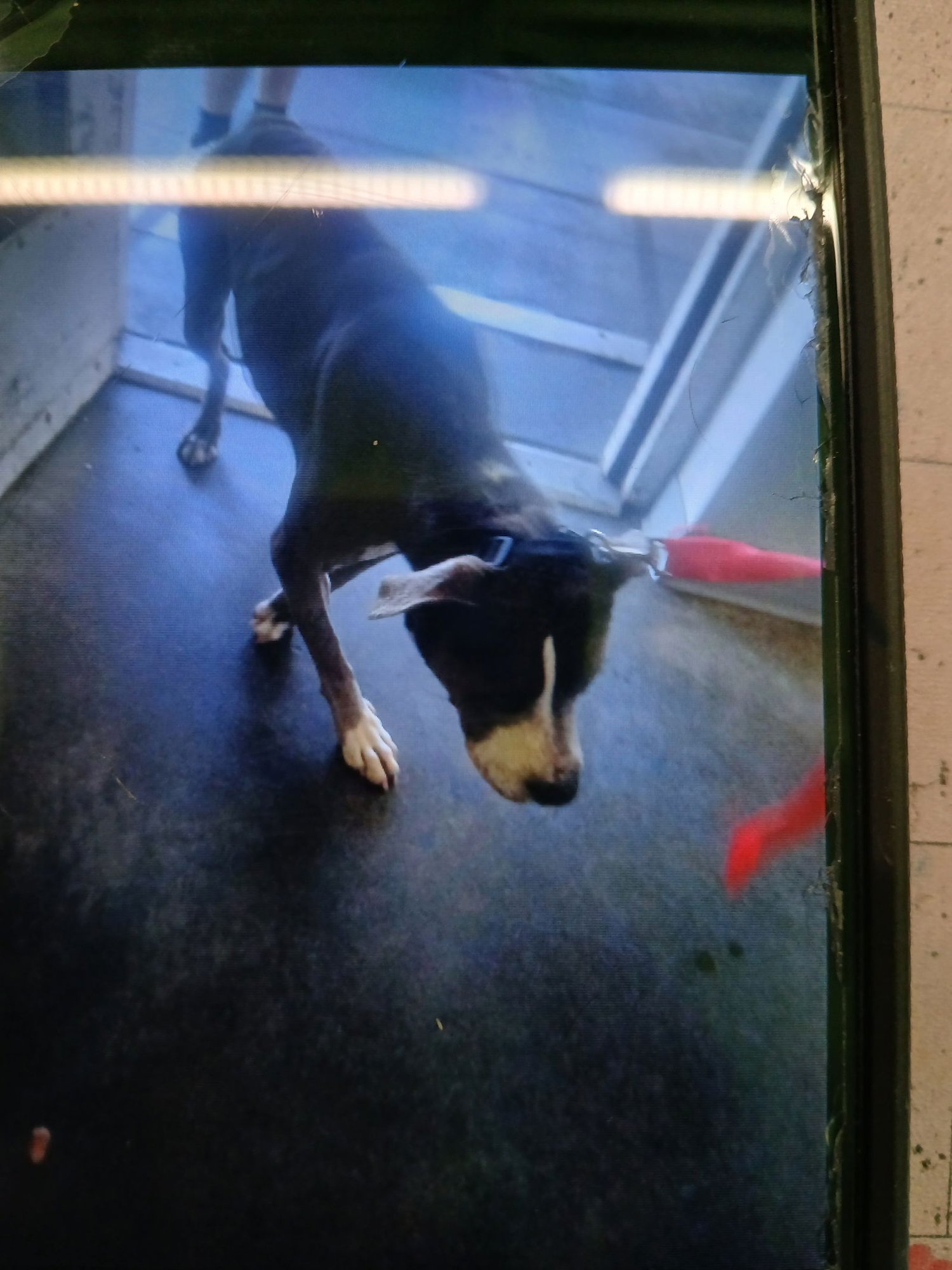 FATE - Pit Bull Terrier available for adoption