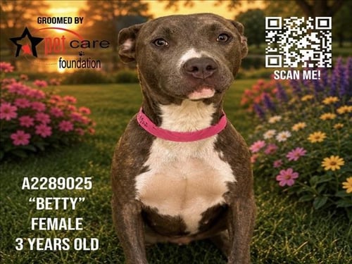 BETTY - Pit Bull Terrier available for adoption