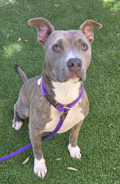 BETTY - Pit Bull Terrier available for adoption