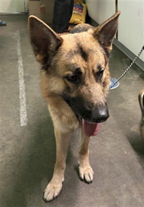 RAIDER - German Shepherd Dog available for adoption