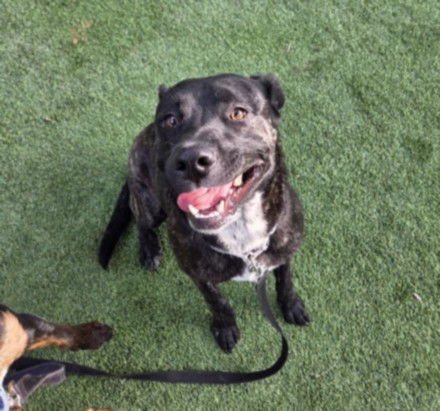 JON HAMM - Pit Bull Terrier available for adoption