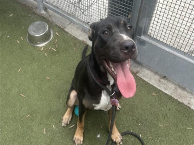 OZZIE - Labrador Retriever available for adoption