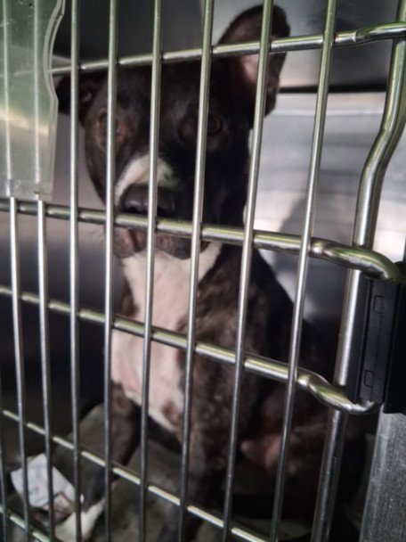 A2291103 - Pit Bull Terrier available for adoption