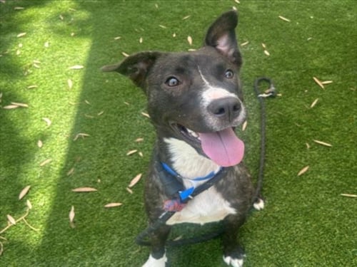 A2291103 - Pit Bull Terrier available for adoption