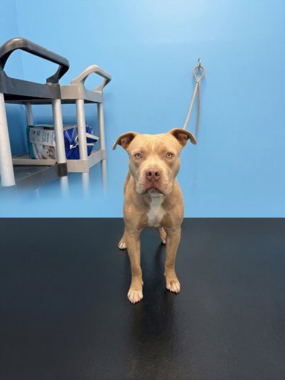 BUDDHA - Pit Bull Terrier available for adoption