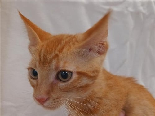 MIKE - Domestic Short Hair available for adoption