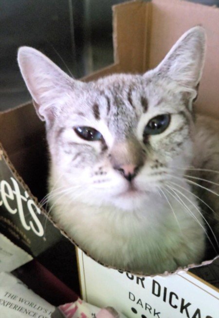 SHEILA Image