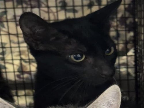 SUNSHINE - Domestic Short Hair available for adoption