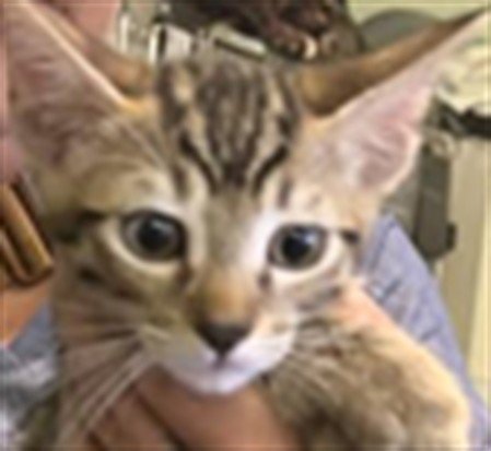 ZOZO - Domestic Short Hair available for adoption