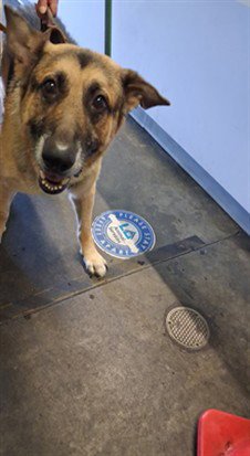 CHARLIE - German Shepherd Dog available for adoption