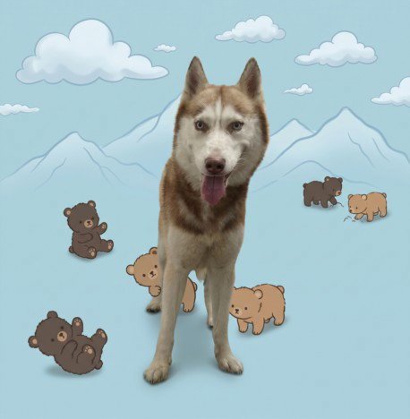 CUB - Husky available for adoption