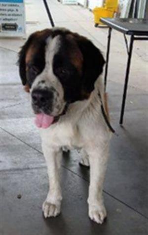 OSO - Saint Bernard available for adoption