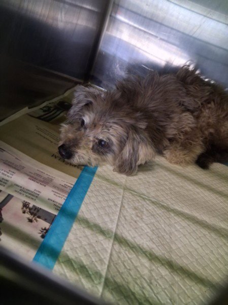 A2287104 - Miniature Schnauzer available for adoption