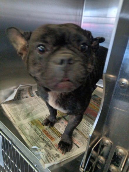 CHATTA - Bulldog / French Bulldog available for adoption