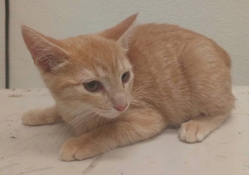 A2302259 - Domestic Short Hair available for adoption