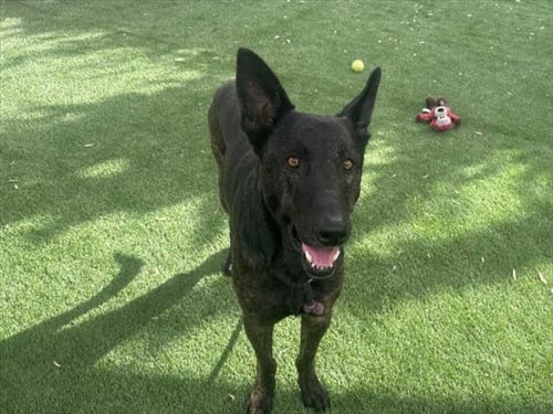 BILLY - German Shepherd Dog available for adoption