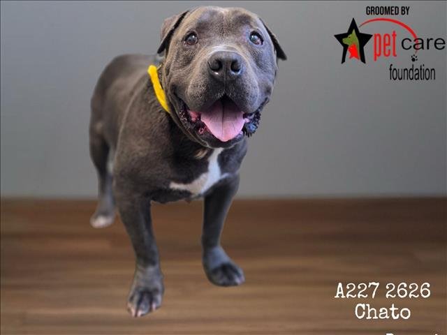 CHATO Image