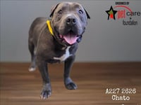 CHATO - Photo 1