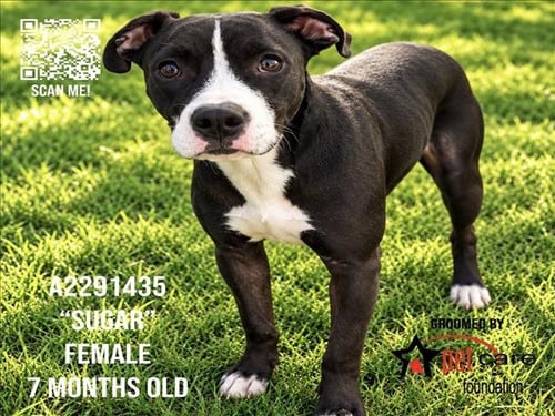 SUGAR - Pit Bull Terrier available for adoption