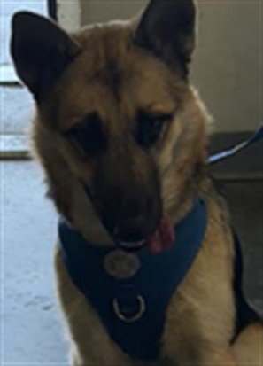 HADES - German Shepherd Dog available for adoption