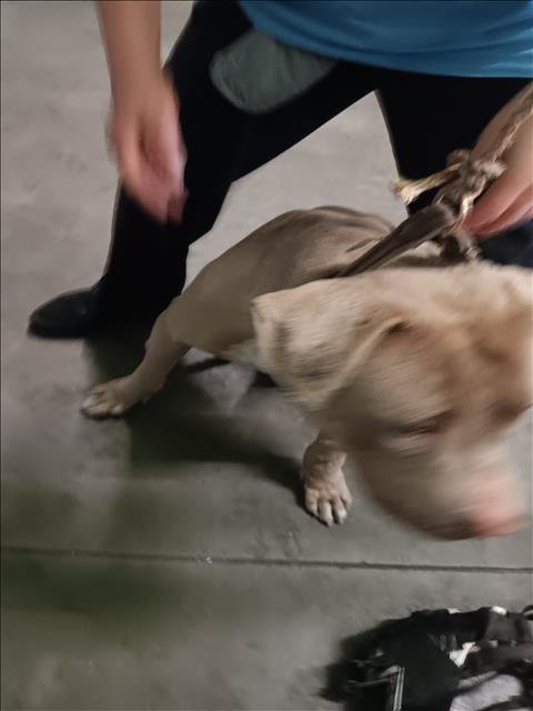 CHATO - Pit Bull Terrier available for adoption