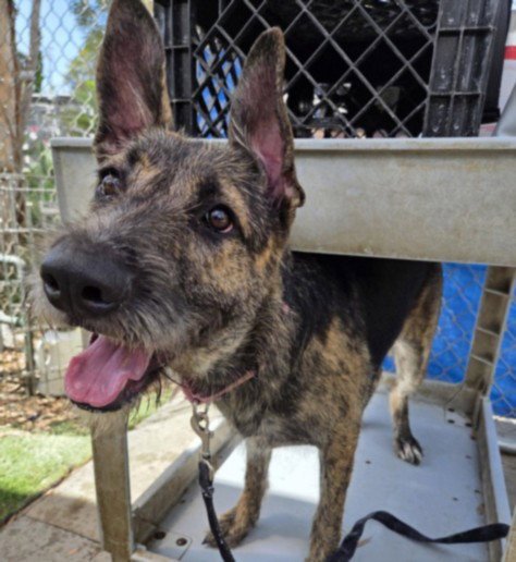 MYSTERY - German Shepherd Dog available for adoption