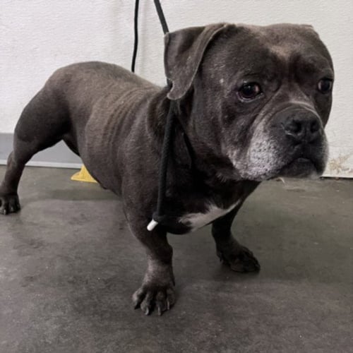 VESPER - American Bulldog / Dachshund available for adoption