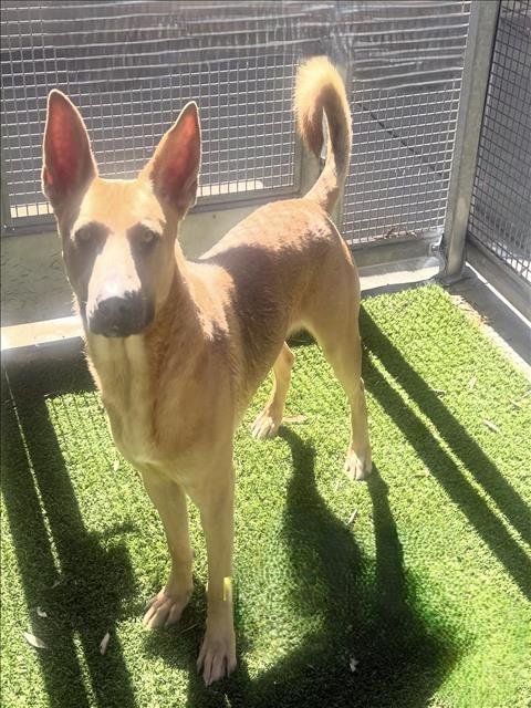 SMOKEY - German Shepherd Dog available for adoption