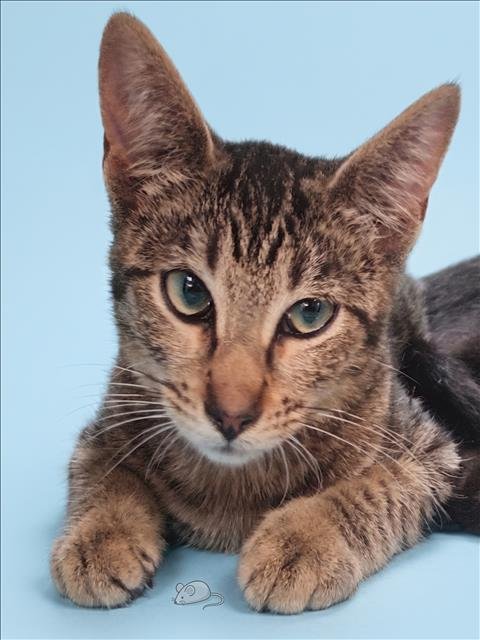 A2291649 - Domestic Short Hair available for adoption