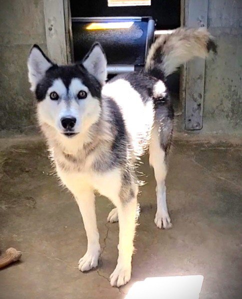 EVIE - Siberian Husky available for adoption