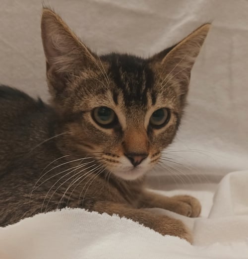 A2285818 - Domestic Short Hair available for adoption