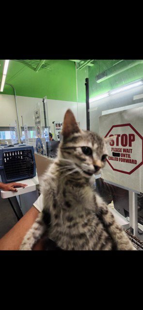 POW - Domestic Short Hair available for adoption
