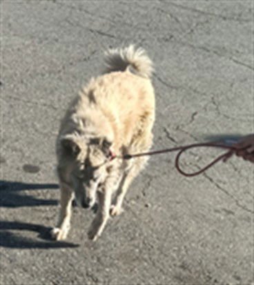 ROSA - Akita / German Shepherd Dog available for adoption