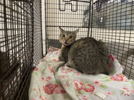 TYRA - Domestic Short Hair available for adoption