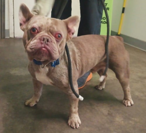 A2300980 - French Bulldog available for adoption