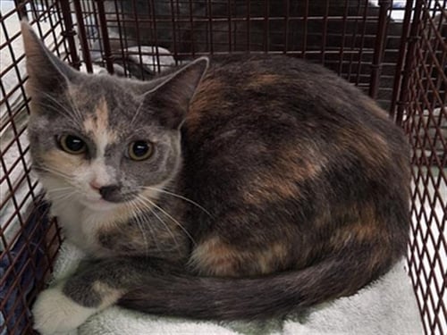 ED - Domestic Short Hair available for adoption