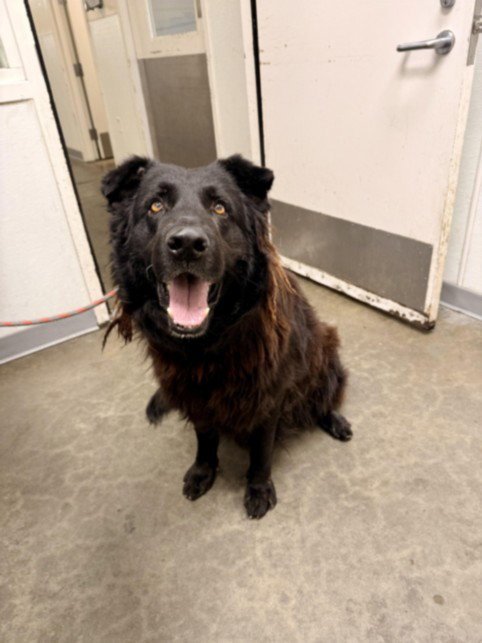 BAGHEERA - Chesapeake Bay Retriever / Chow Chow available for adoption