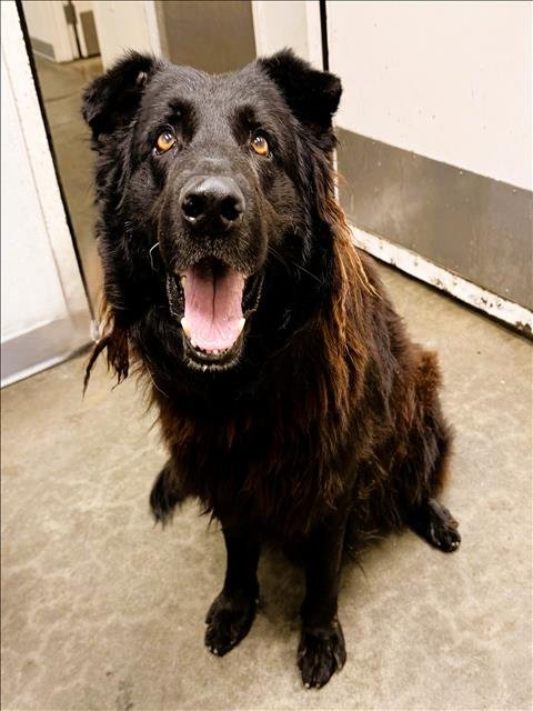 BAGHEERA Image