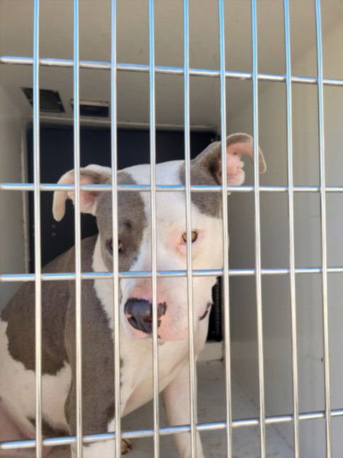 NANCY DREW - Pit Bull Terrier available for adoption