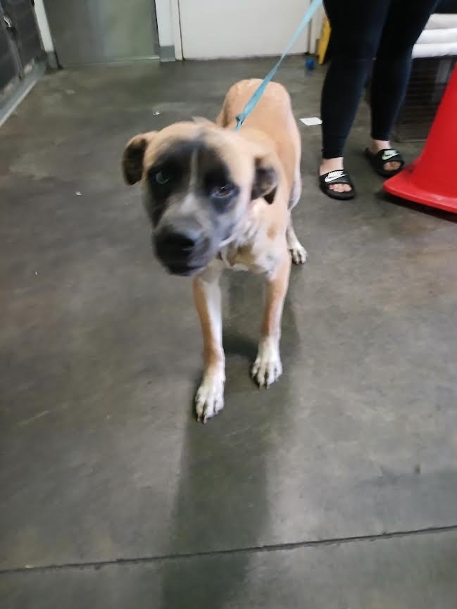 TINEY - German Shepherd Dog available for adoption