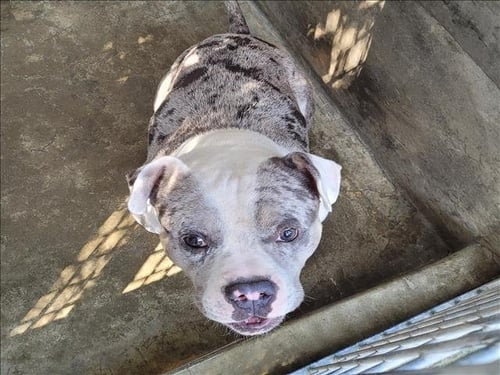 CHAMP - Bulldog available for adoption