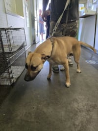 SCOOBY - Photo 1