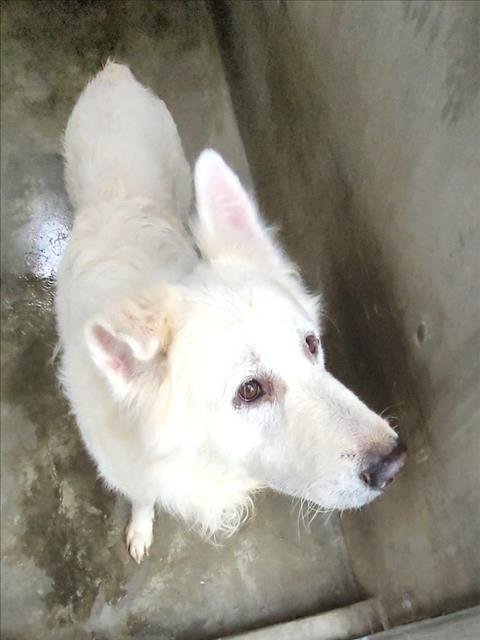 HUNTER - German Shepherd Dog / Great Pyrenees available for adoption