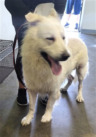 HUNTER - German Shepherd Dog / Great Pyrenees available for adoption