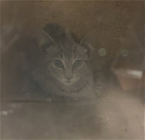 CAPTAIN REX - Domestic Short Hair available for adoption