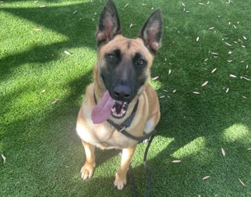 KARA - Belgian Shepherd Malinois available for adoption