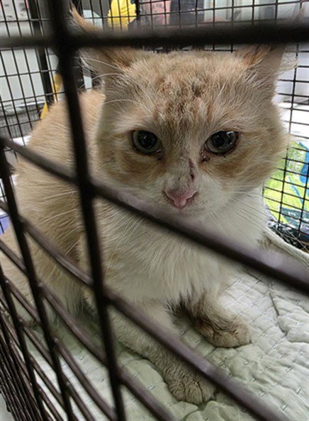 RED - Domestic Short Hair for adoption in Los Angeles