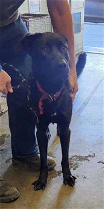 ROCKY - German Shepherd Dog / Cane Corso Mastiff available for adoption